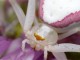 L’araignée-crabe des fleurs
