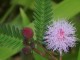 Mimosa pudica : une plante qui bouge toute seule