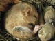 Pourquoi certains animaux hibernent-ils ?