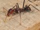 Des fourmis pour lutter contre l’invasion des crapauds buffles