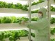 Des usines à légumes pour lutter contre la pollution