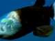 Le Barreleye du Pacifique, un poisson à la tête fascinante