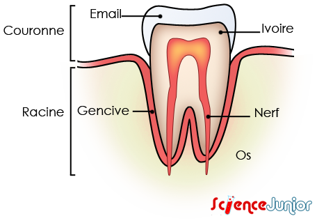 Anatomie d'une dent