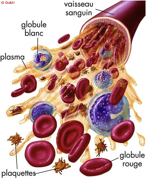 Cellules du sang