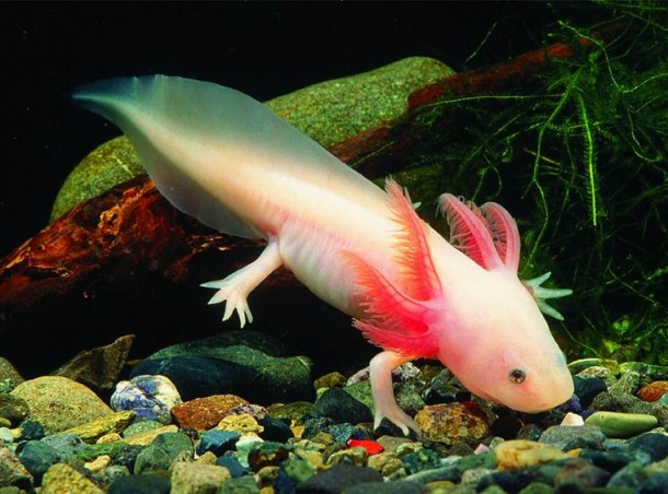 Un axolotl