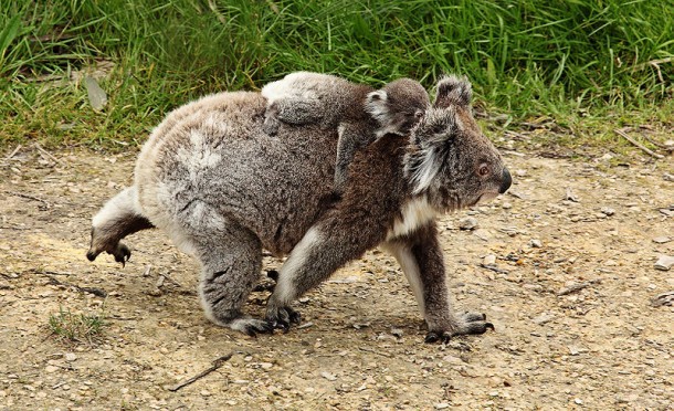 Un koala qui se déplace sur la terre