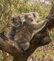 Une maman koala et son petit