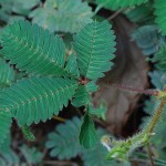 Mimosa pudica : feuilles ouvertes