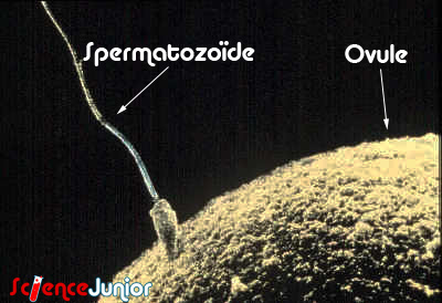 Ovule et spermatozoide