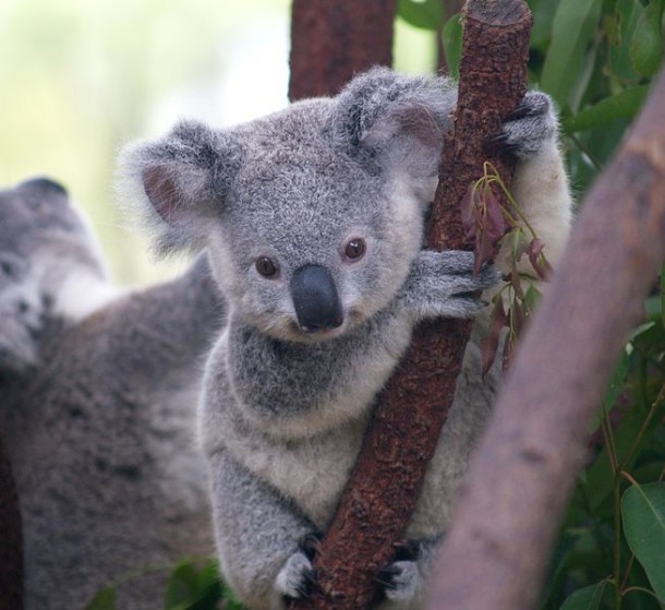 maman koala porte bébé