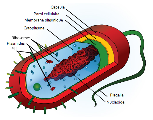 Schéma d'une bactérie