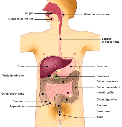 Schéma de l'appareil digestif